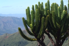 Araucaria muelleri