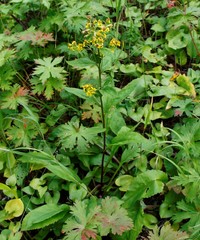 Solidago cuprea