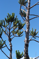 Araucaria muelleri