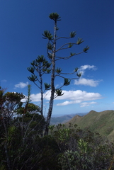 Araucaria muelleri