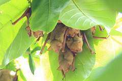 Myotis formosus flavus