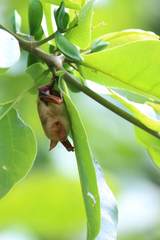 Myotis formosus flavus