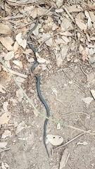 Diadophis punctatus vandenburgii