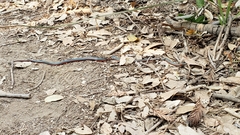 Diadophis punctatus vandenburgii