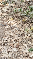 Diadophis punctatus vandenburgii