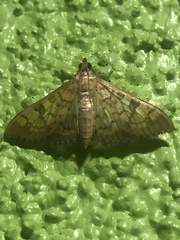 Mimorista