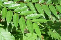 Casearia arborea