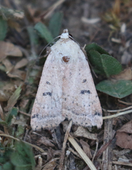 Abagrotis trigona
