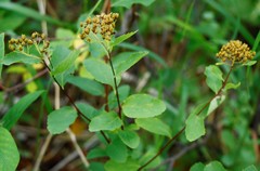 Spiraea beauverdiana