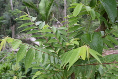 Casearia arborea