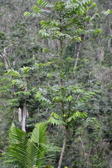 Casearia arborea