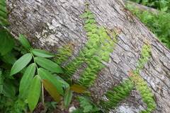 Marcgravia rectiflora