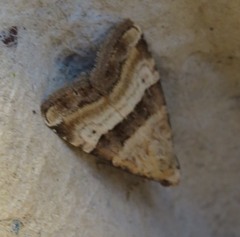 Pseudozarba bipartita