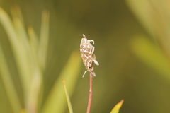 Cyphocleonus achates