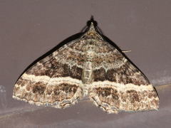 Chrysolarentia vicissata