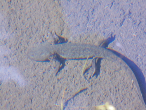 Michoacan Stream Salamander