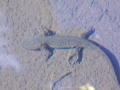 Michoacan Stream Salamander photo 4