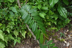 Marcgravia rectiflora