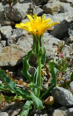 Agoseris monticola