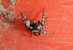 Habronattus cambridgei