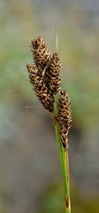 Carex heteroneura