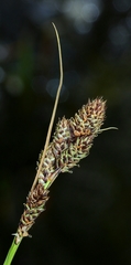 Carex heteroneura