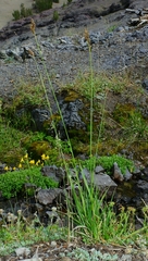 Carex heteroneura