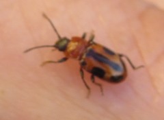 Ancylopus melanocephalus