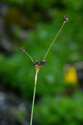 Cascades woodrush (Luzula cascadensis)