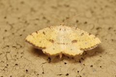 Macaria amboflava