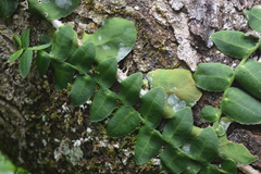 Marcgravia rectiflora