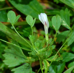 Trifolium monanthum monanthum