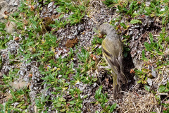 Carduelis citrinella