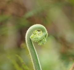 Hypolepis glandulifera
