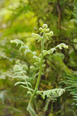 Hypolepis glandulifera