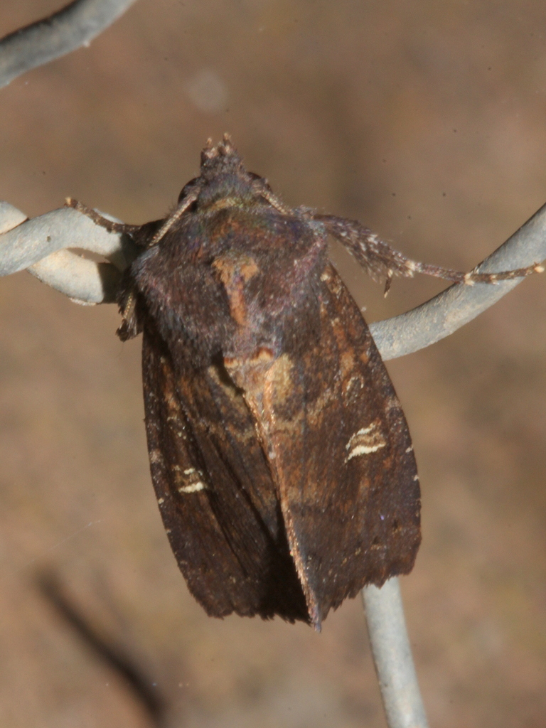 Neumichtis adamantina