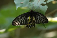 Troides aeacus formosanus