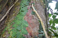 Marcgravia rectiflora