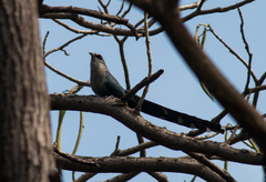 Phaenicophaeus tristis