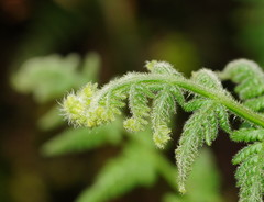 Hypolepis glandulifera