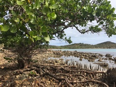 Sonneratia