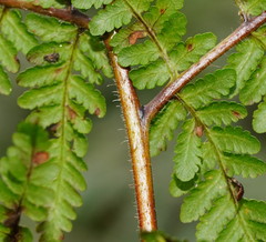 Hypolepis glandulifera