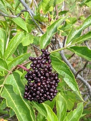 Sambucus racemosa melanocarpa
