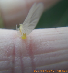 Ephemerella dorothea