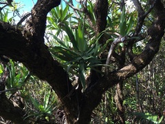 Hibbertia baudouinii
