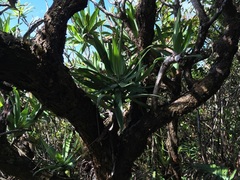 Hibbertia baudouinii