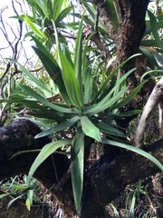 Hibbertia baudouinii