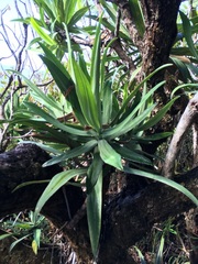Hibbertia baudouinii