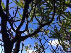 Hibbertia baudouinii