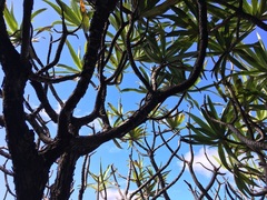 Hibbertia baudouinii
